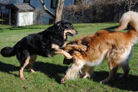 Cherokee och Alexander
