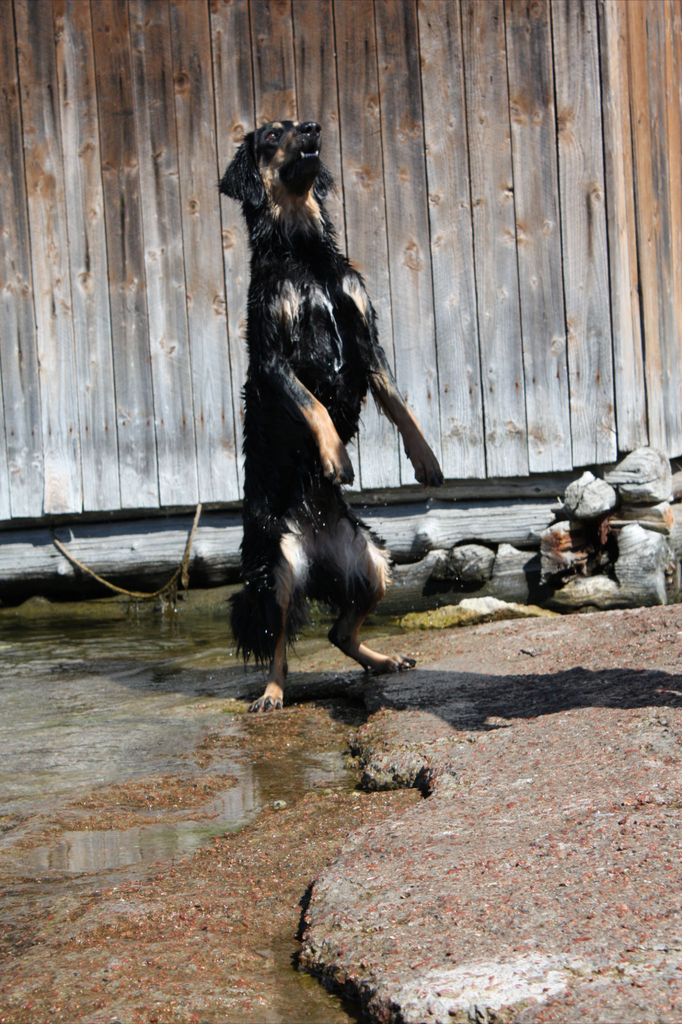 Dimma, foto Nina Carlborg