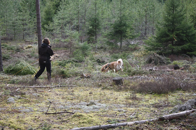 Molly spårar och Annika hänger på, foto: Nina Carlborg