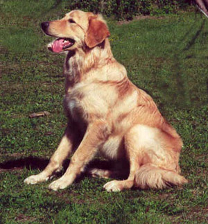 Aramis