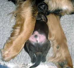 Liten Blixt Gordon, myser mellan mamma Ariels ben