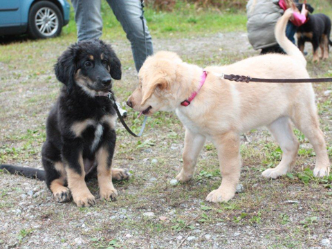 Dimma och Molly